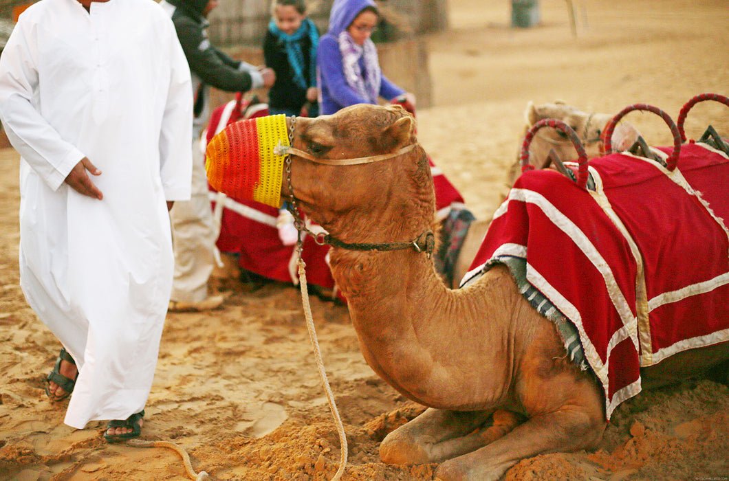 Camel Riding